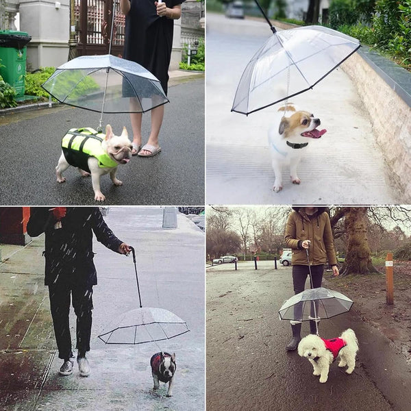 Regenschirm für kleine Hunde